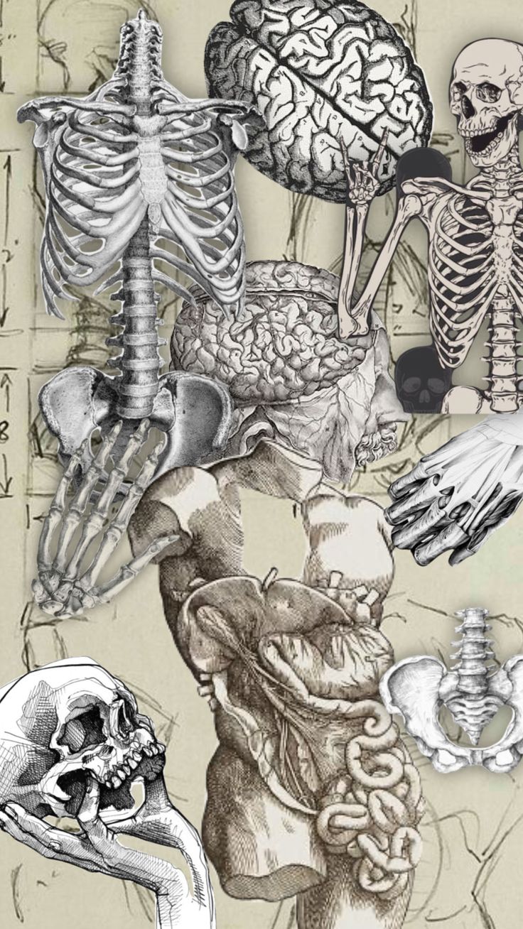 an image of the human body with many different types of bones and their major structures