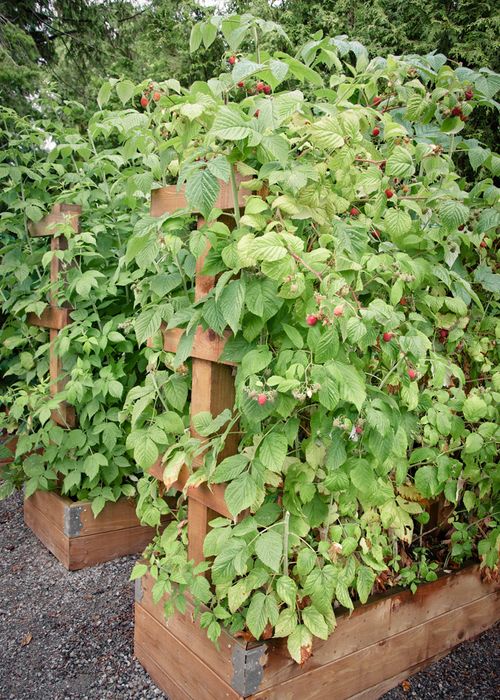 several wooden planters filled with lots of green plants next to each other on gravel