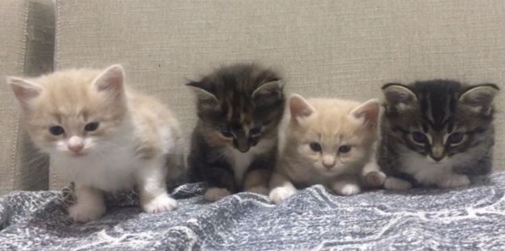 five kittens are sitting in a row on a couch and one is looking at the camera