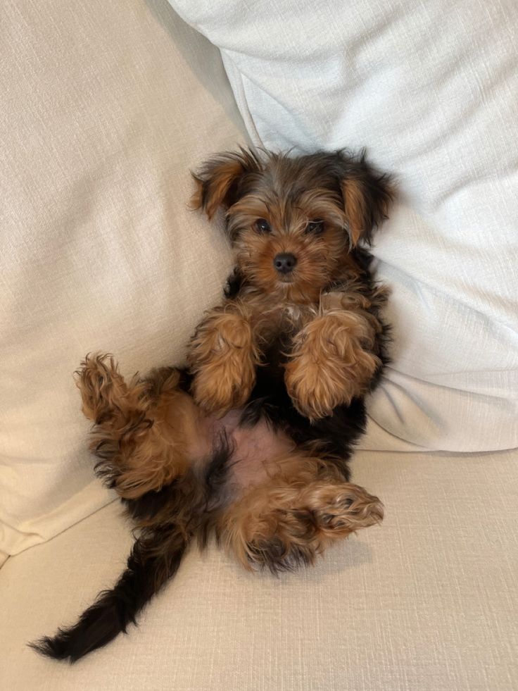 a small brown and black dog laying on top of a bed