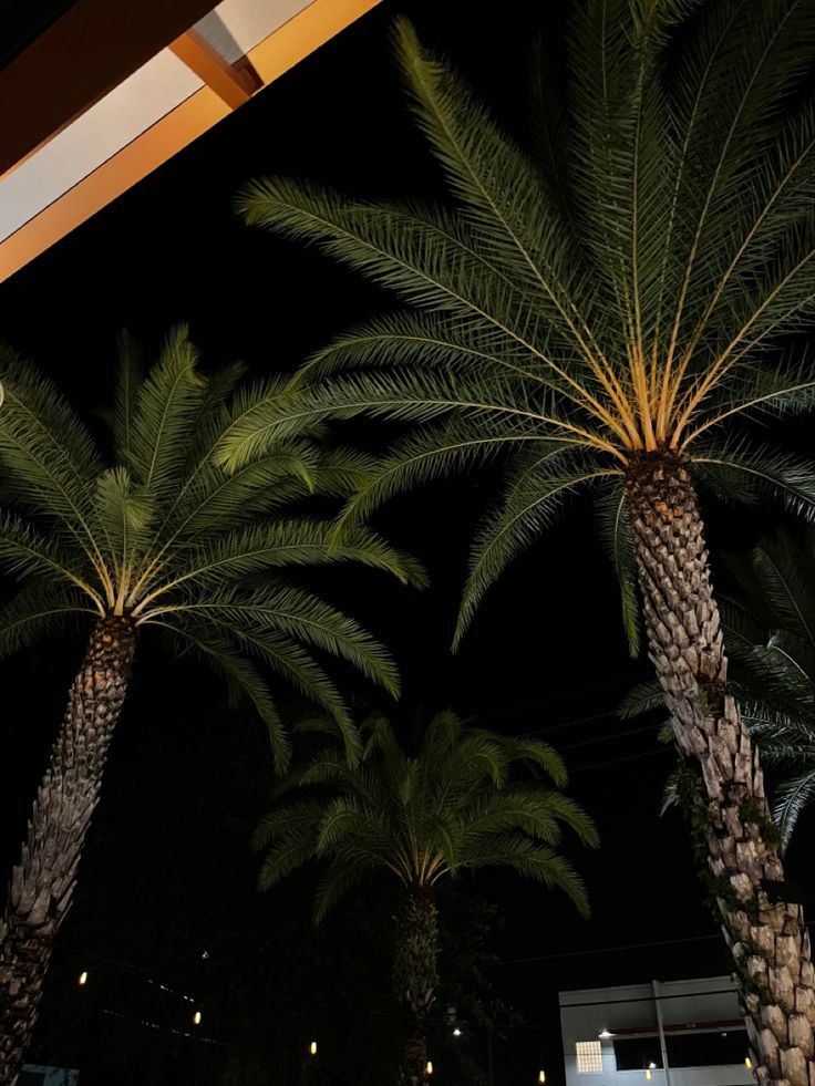 three palm trees are lit up at night