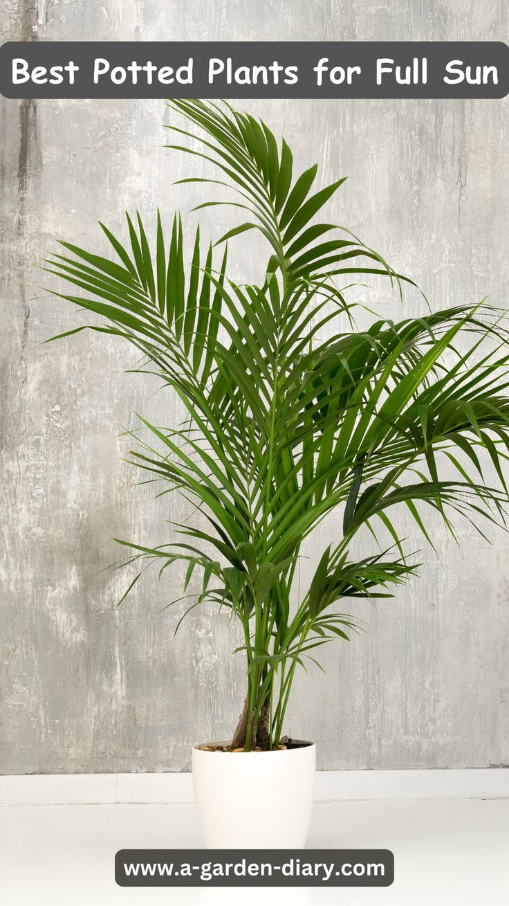 a palm tree in a white pot with the words best potted plants for full sun