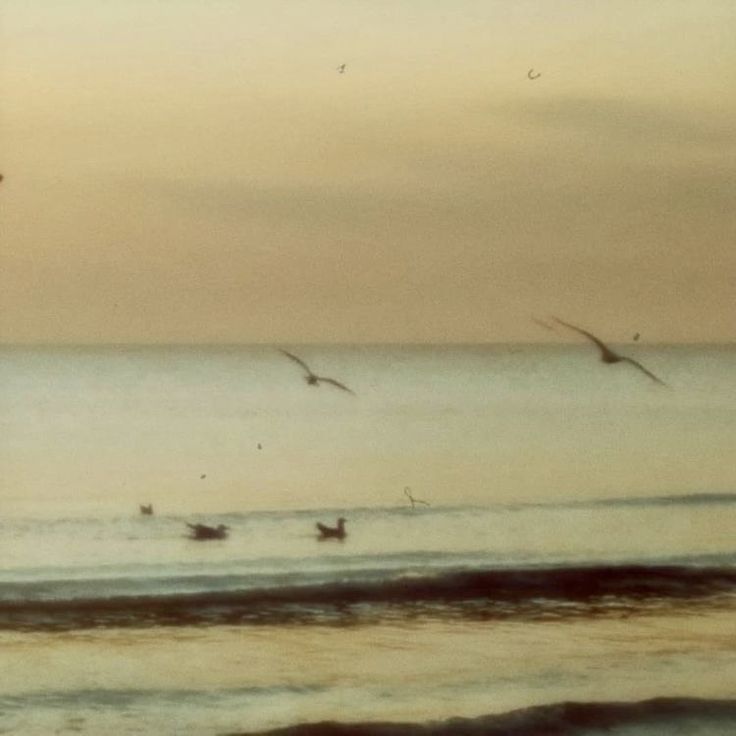 seagulls flying over the ocean at sunset or sunrise with surfers in the water