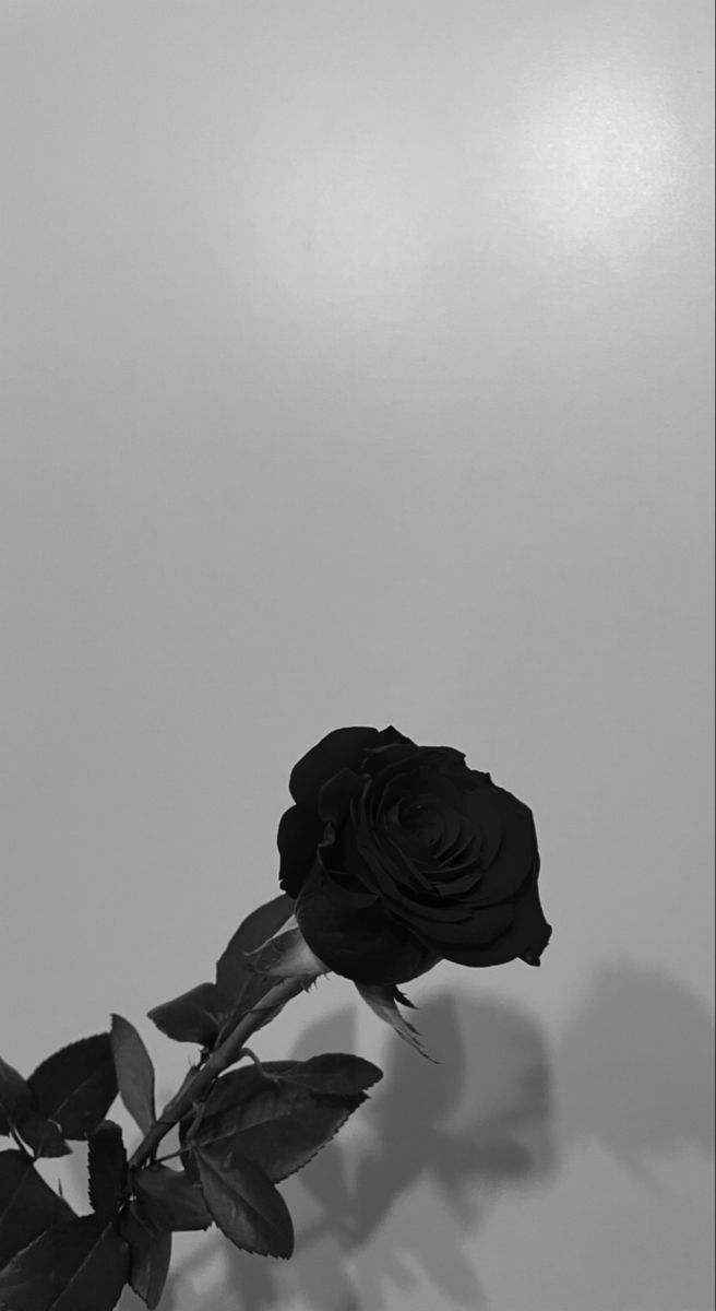 a single black rose sitting in a vase on a table next to a wall with no one around it