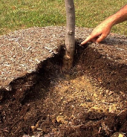 a man is digging in the ground to plant a tree