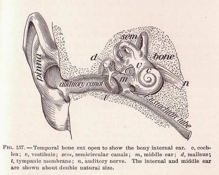 an old diagram of the inside of a human ear