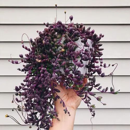 a hand holding a bunch of purple flowers in front of a white house with grey siding