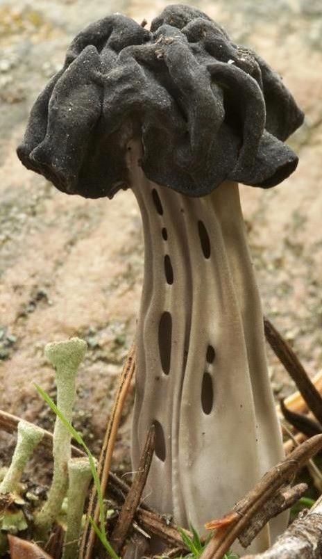 a close up of a mushroom on the ground