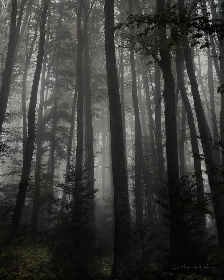 foggy forest with tall trees in the foreground