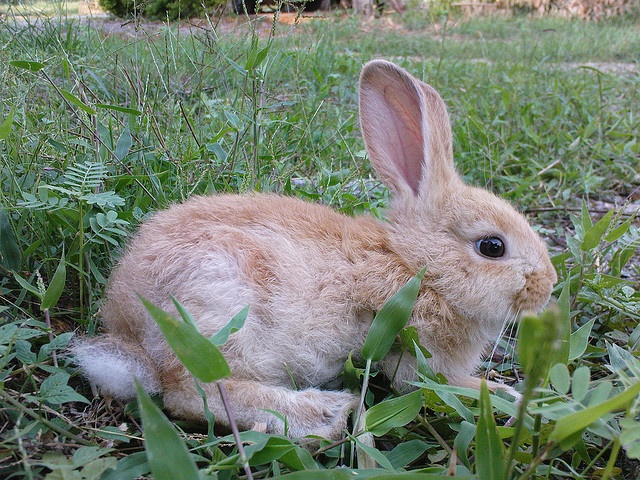 a rabbit is sitting in the grass outside