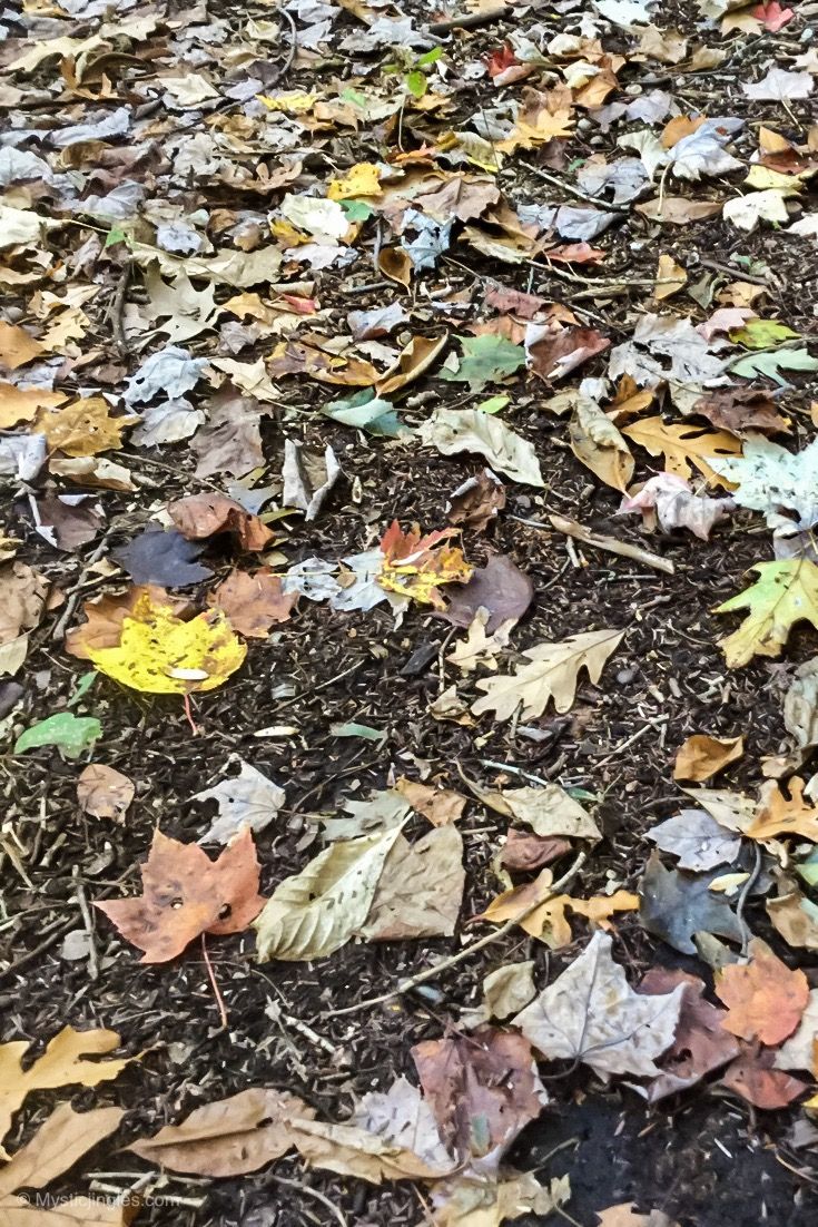 a dog is standing in the leaves on the ground