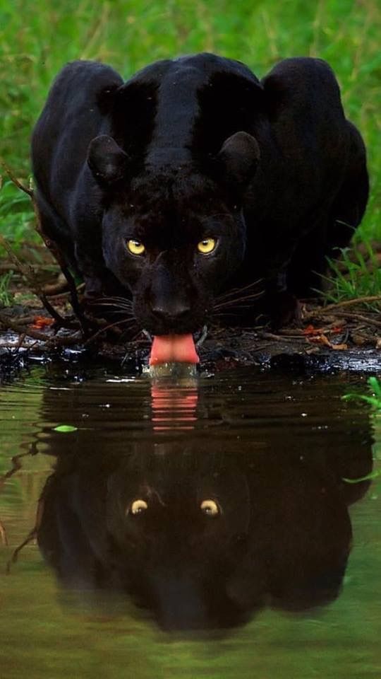 a black leopard with its tongue sticking out drinking water