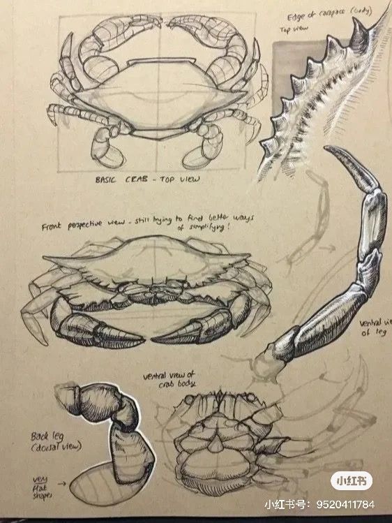 some drawings of crab legs and claws