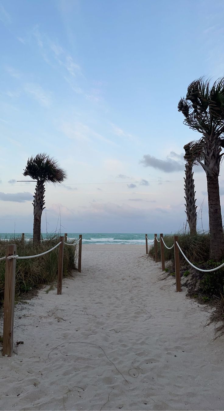 a sandy path leading to the beach with palm trees