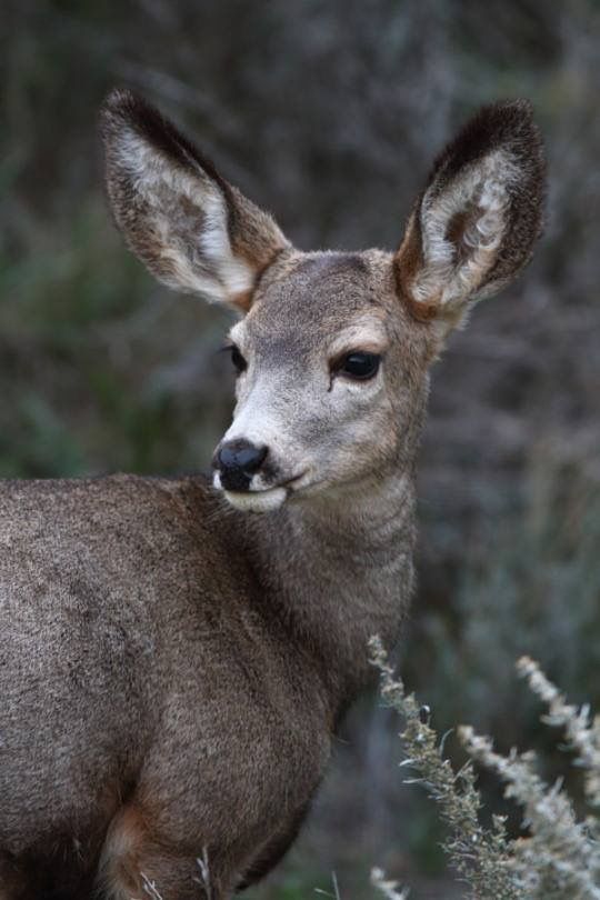 a close up of a deer in a field