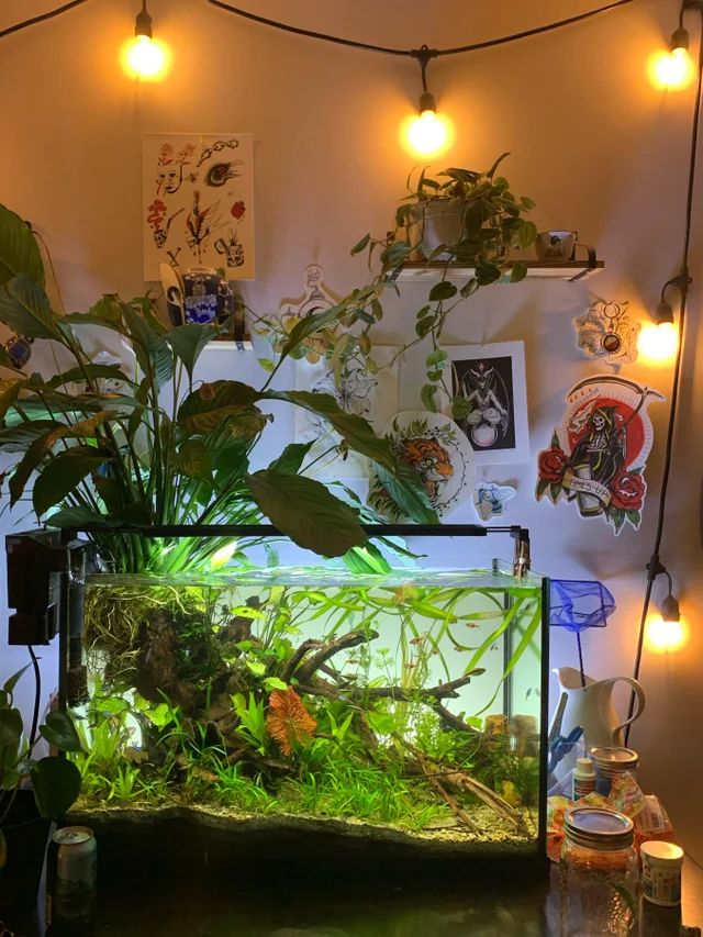 a fish tank with plants and lights on the wall