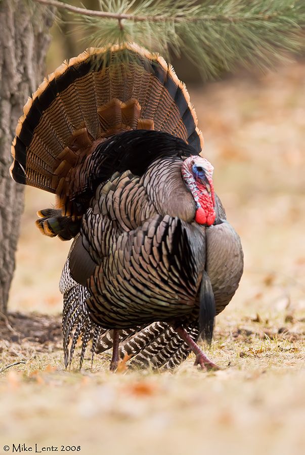 a turkey standing next to a tree on the ground in front of a pine tree