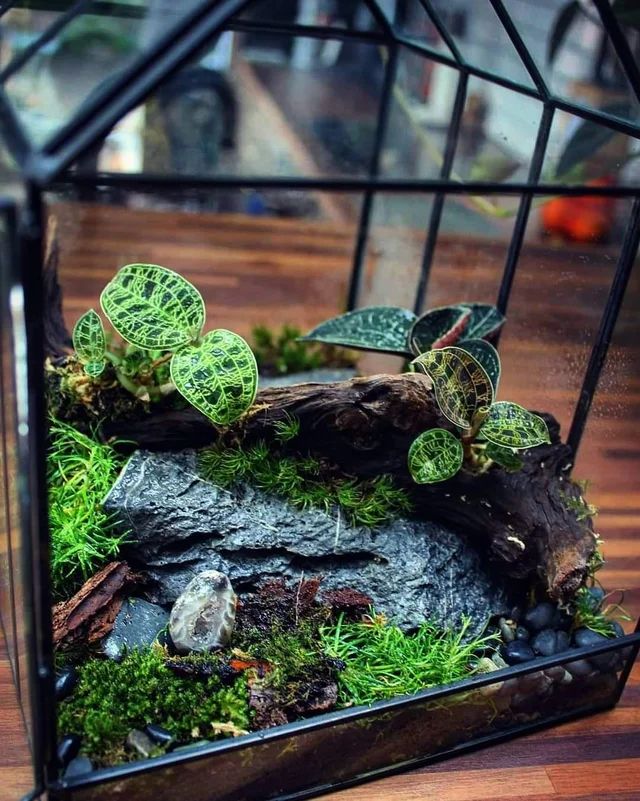 a glass terrarium with moss and rocks in it