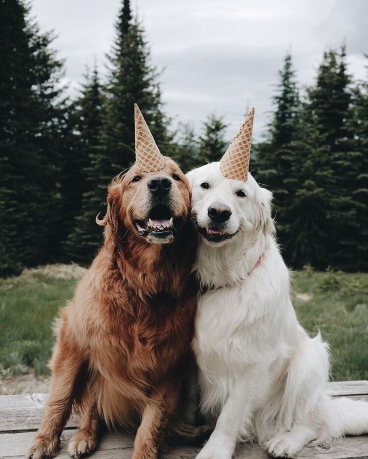 two dogs sitting next to each other wearing ice cream cones on their heads and smiling