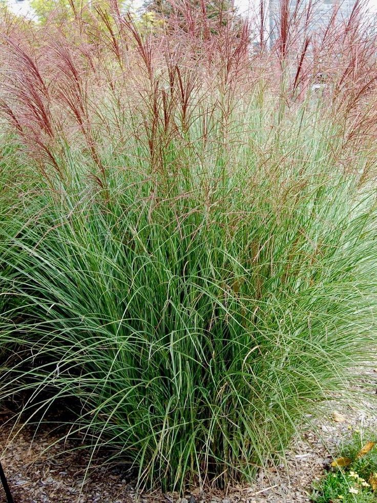 some very pretty plants in the grass