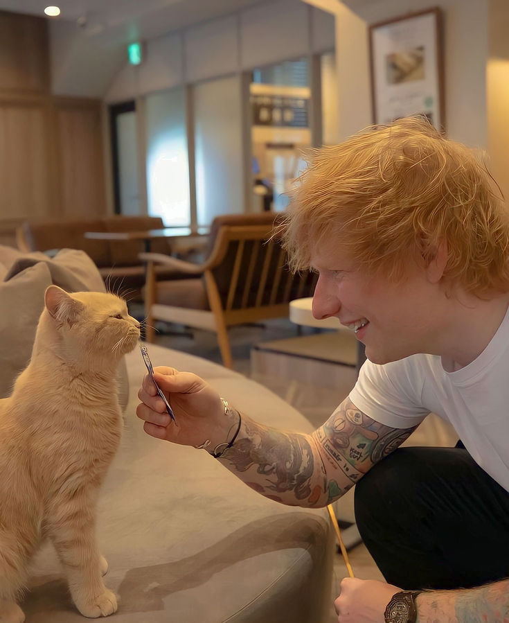 Ed Sheeran Ed Sheeran Cat, Ginger Meme, Ed Sheeran Multiply, Ed Sheeran Love, Japanese Fans, Instagram Japan, Song Memes, Skz Memes, Japanese Fan