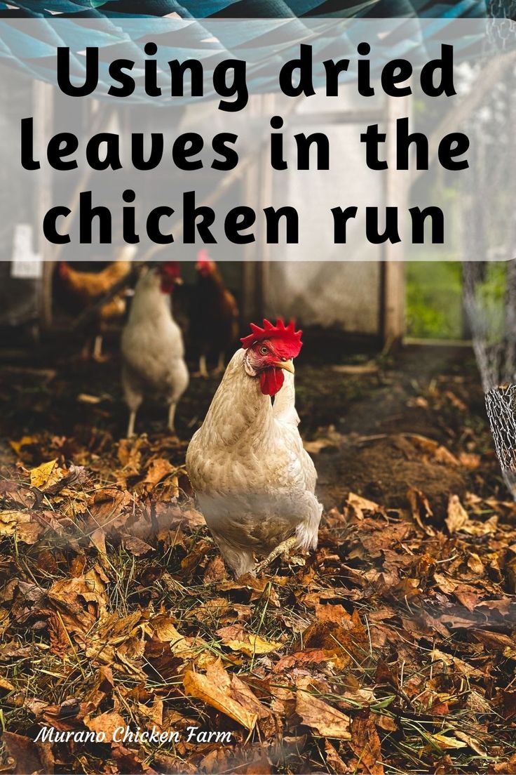 two chickens standing in leaves with the words using dried leaves in the chicken run