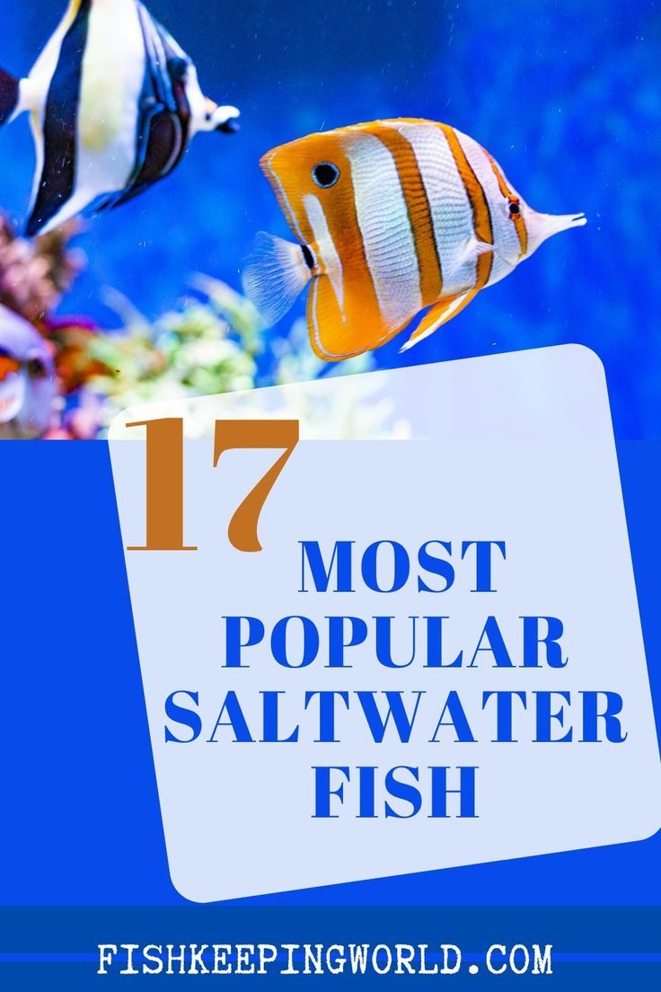 two fish swimming in an aquarium with the words 17 most popular saltwater fish on it