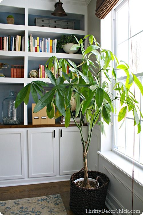 a potted plant sitting in front of a window next to a bookshelf