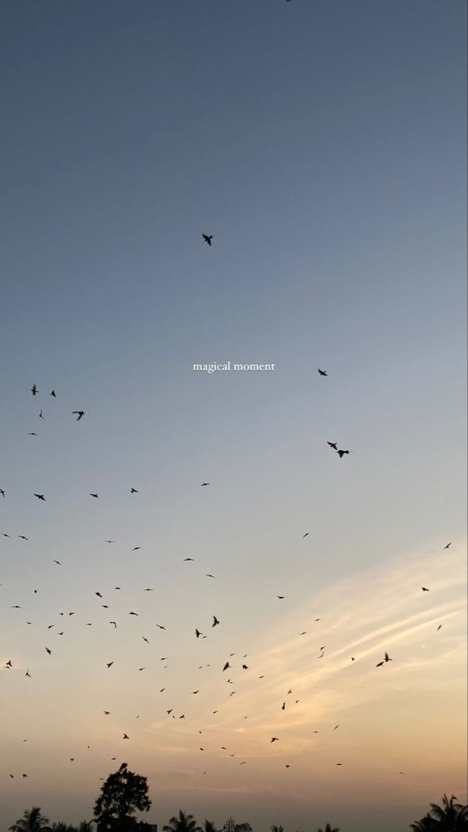 a flock of birds flying in the sky at sunset or dawn with words above them