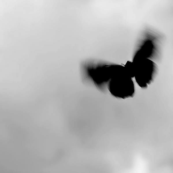 a black and white photo of a bird flying in the sky with clouds behind it