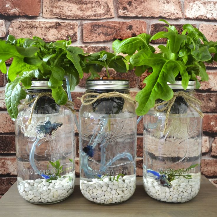 mason jar aquaponics grow your own organic herb garden with text overlay that reads mason jar aquaponics grow your own organic herb garden