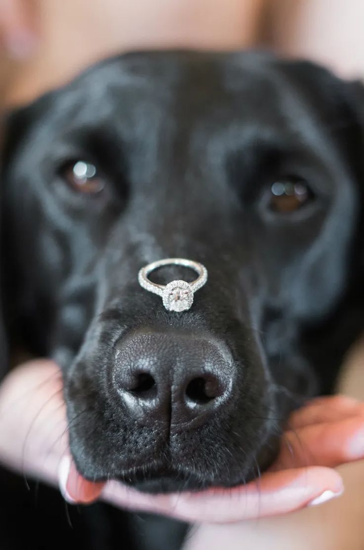 a black dog with a ring on it's nose is being held by a woman