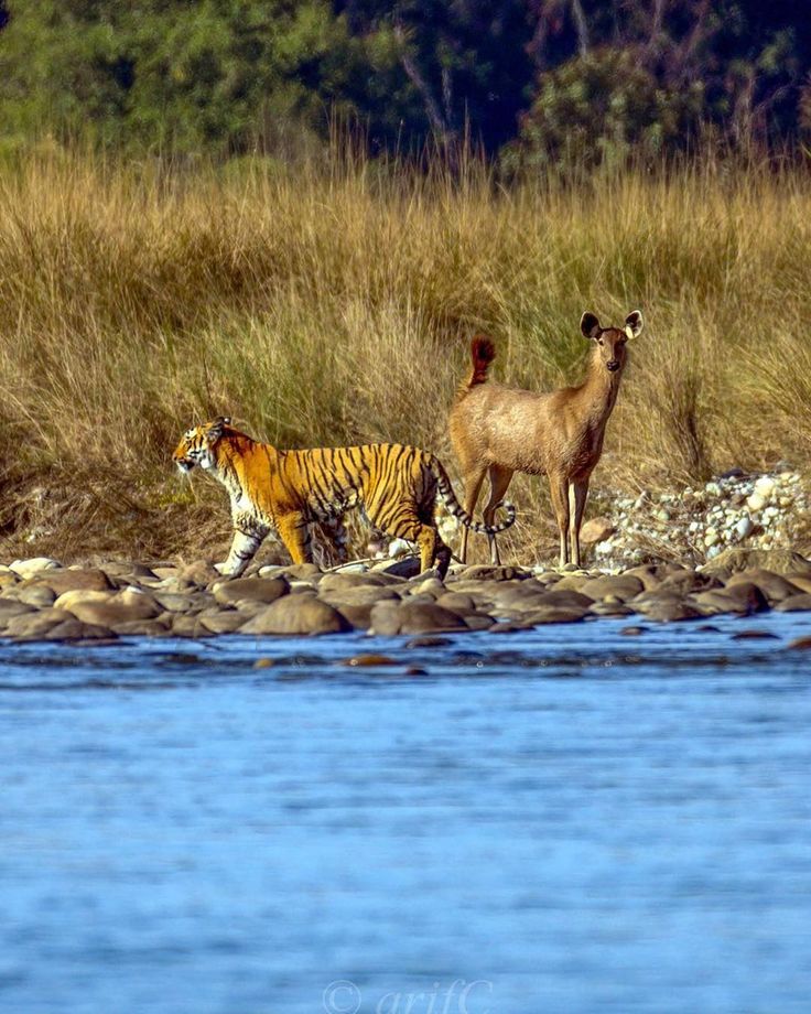 two deer and a tiger are walking along the water's edge near some rocks