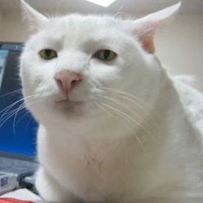 a white cat sitting on top of a computer keyboard