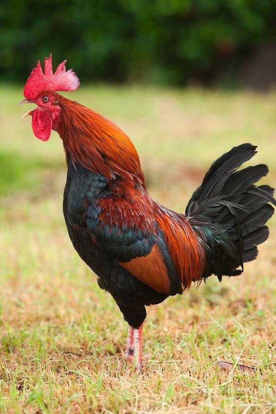 a red and black rooster standing in the grass