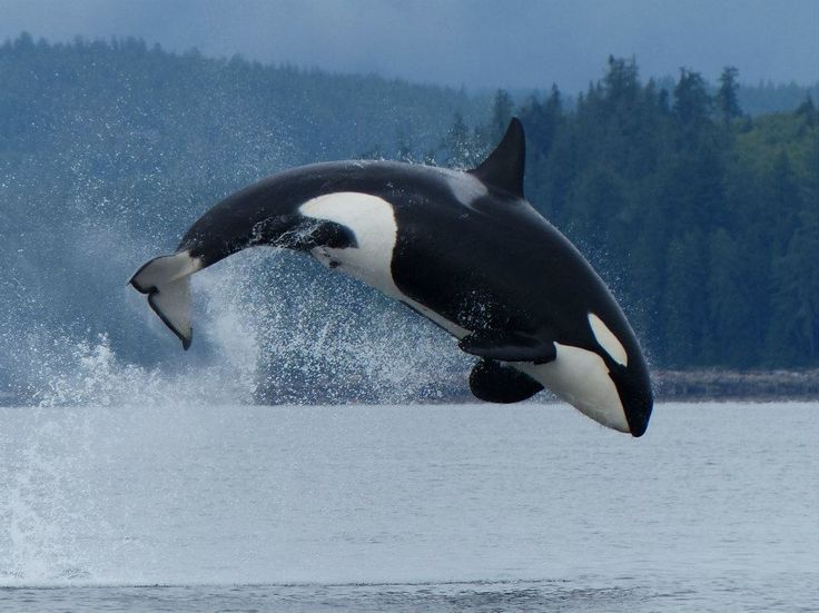 an orca jumping out of the water