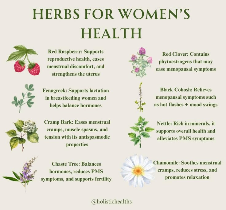 Herbal Plants Medicine, Motherwort Benefits, Medicinal Plants And Their Uses, Herbs For Urinary Tract Infections, Medicinal Properties Of Herbs, Herbs For Sexuality Witchcraft, Abortive Herbs, Natural Abortive Herbs, Herbal Education