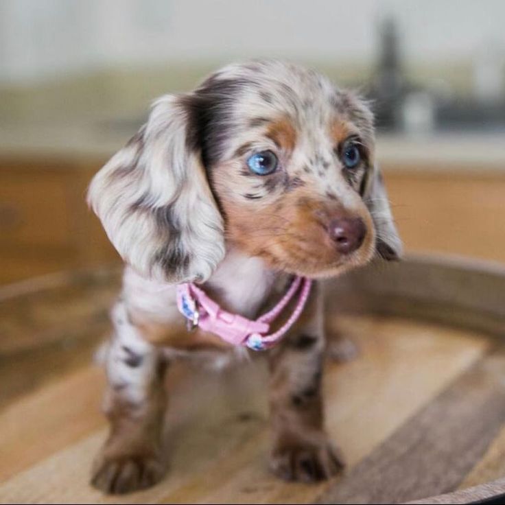 a small brown and white dog standing on top of a wooden barrel