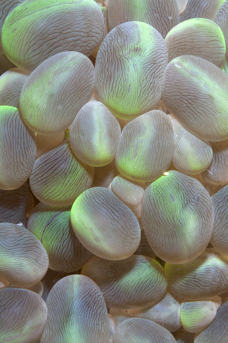 an image of some very pretty corals in the sea water with green lights on them