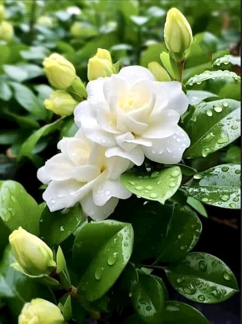 white flowers with green leaves in the rain