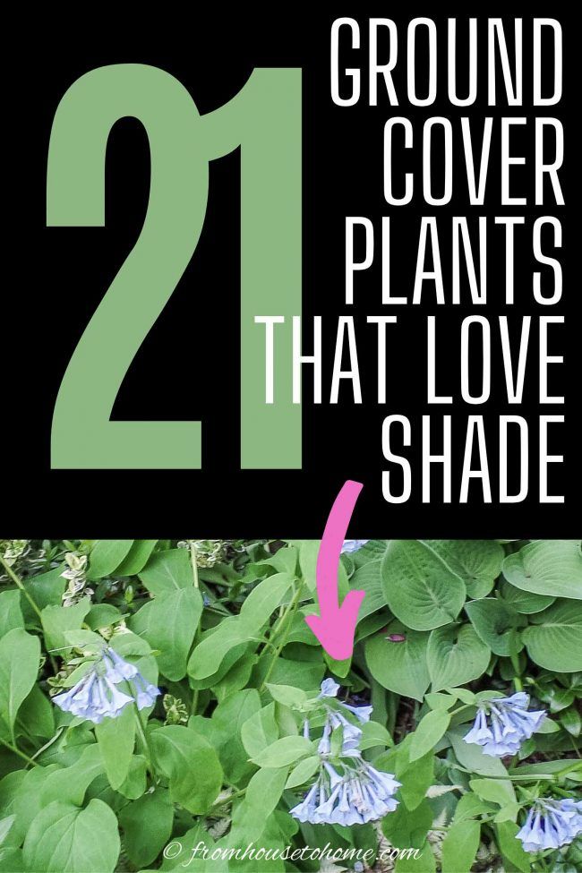 some plants with the words ground cover plants that love shade on them and below it