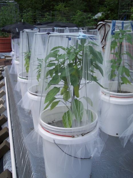 several plastic buckets filled with plants on top of a tarp covered table in front of trees