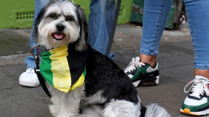 a black and white dog wearing a green yellow and white bandana sitting on the sidewalk