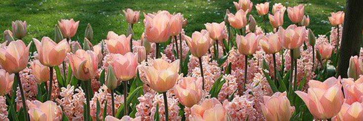 many pink flowers are growing in the grass