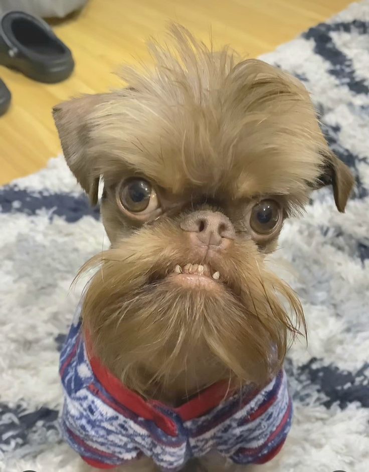 a small dog with a fake mustache on it's head is wearing a shirt