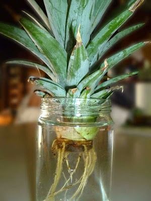 a pineapple in a glass jar with water on the bottom and roots attached to it