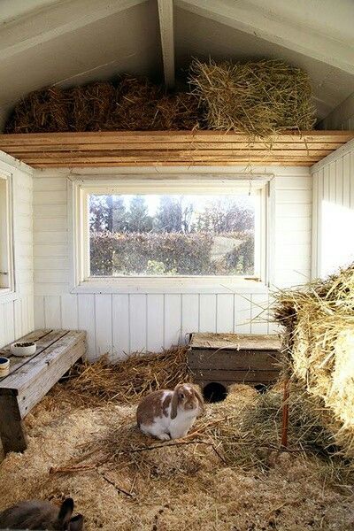 a barn with hay and rabbits in it