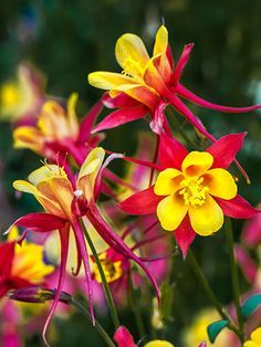 colorful flowers are blooming in the garden