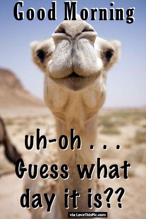 a close up of a camel's face with the words uh - oh guess what day it is?