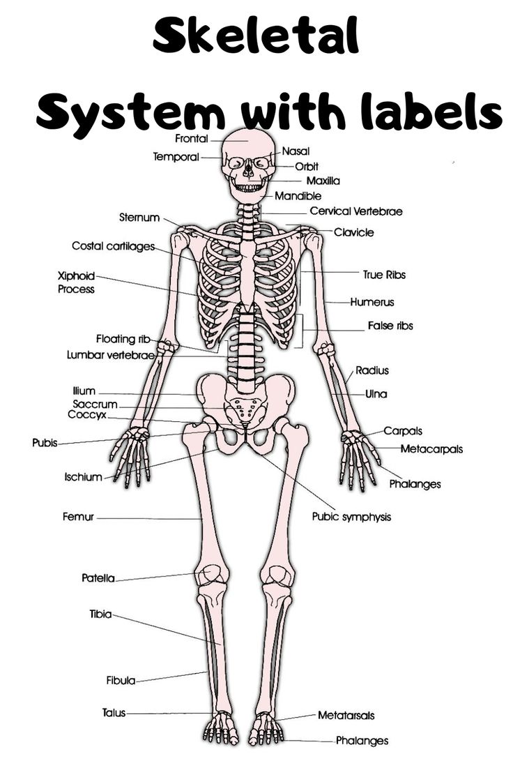 the skeleton labeled in different parts of it's body and its major skeletal structures